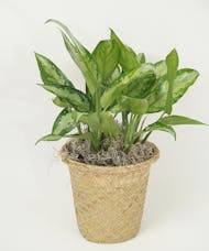 6 Inch Chinese Evergreen