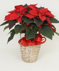 Red Poinsettia 6 1/2 Inch