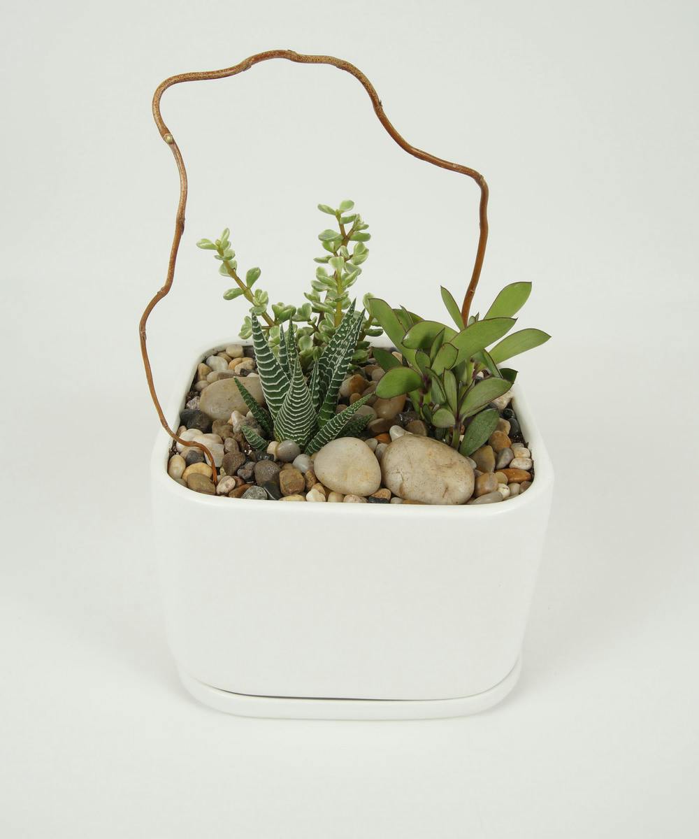 Green Plant Delivery & Greenhouse, Fargo & Moorhead