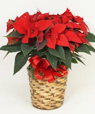 Red Poinsettia 8 Inch