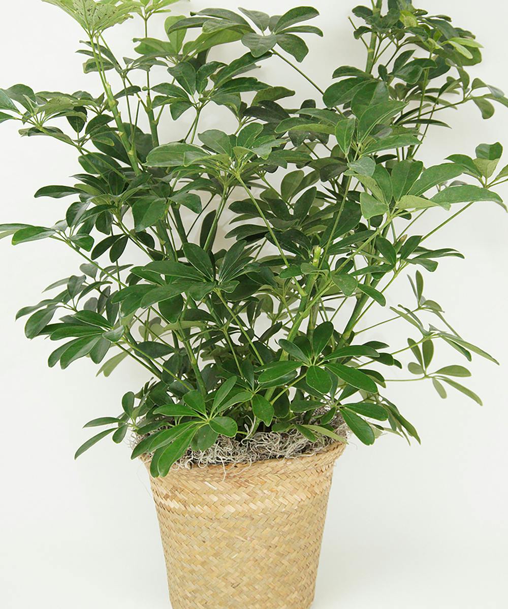 8" Arbicola Schefflera Plant | Shotwell Greenhouse Fargo ND