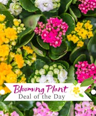Blooming Plant Deal of the Day