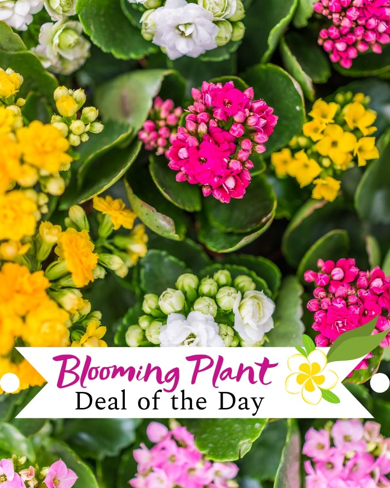 Blooming Plant Deal of the Day Fargo ND Greenhouse