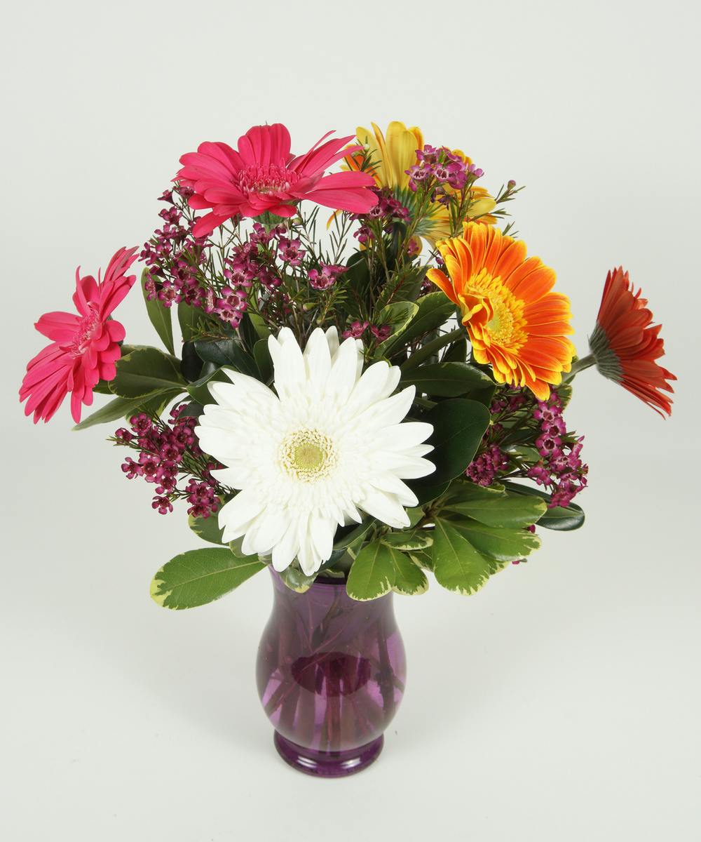 DAISY DAY | Fargo (ND) Flower Delivery | Shotwell Floral