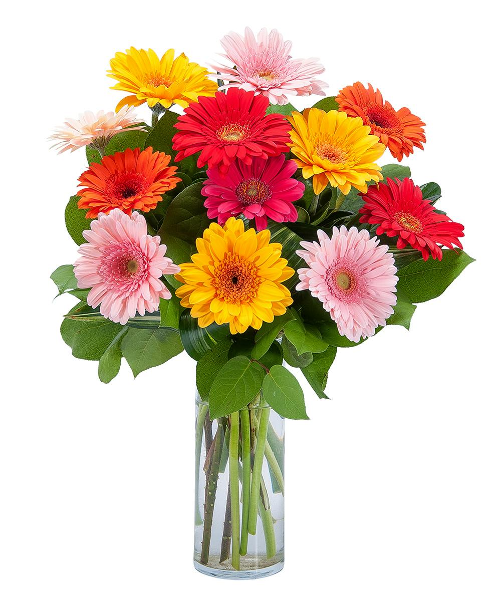 Grand Gerbera Colorful Daisy Bouquet Shotwell Floral