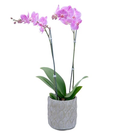 Purple Orchids Flower