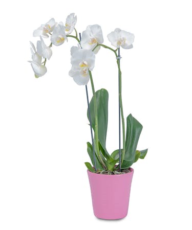 White Orchid Pink Pot Fargo Nd Orchid Delivery