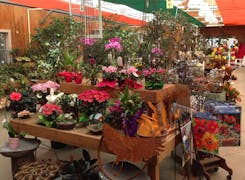 Gorgeous flower and plant arrangements in a wide range of pots and baskets